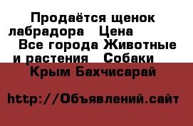 Продаётся щенок лабрадора › Цена ­ 30 000 - Все города Животные и растения » Собаки   . Крым,Бахчисарай